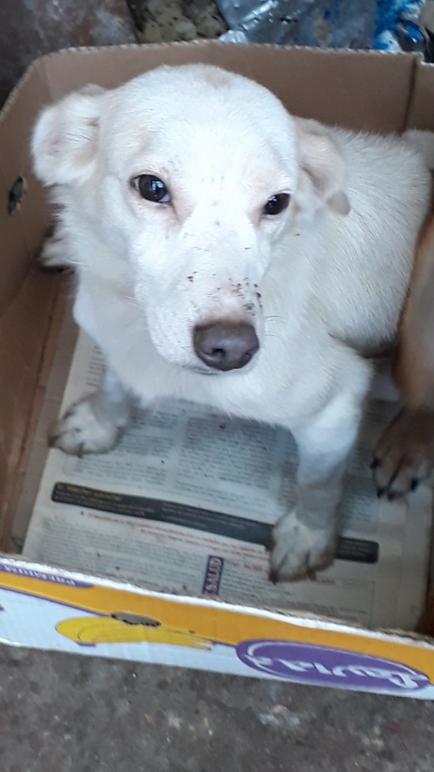 Blanca