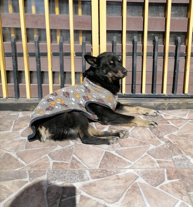 Cholita