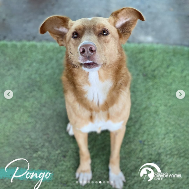 Pongo