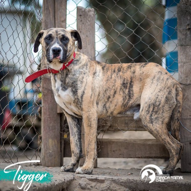 Tigger
