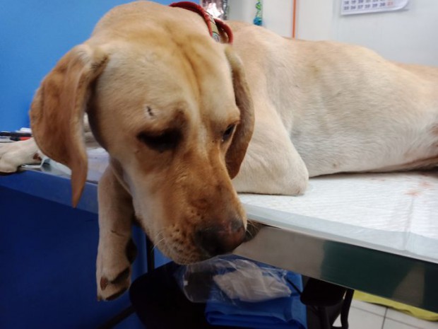 Perrito Mezcla De Labrador