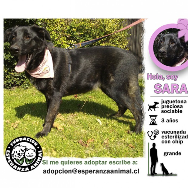 Sarai