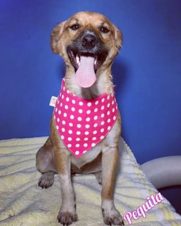Pequita