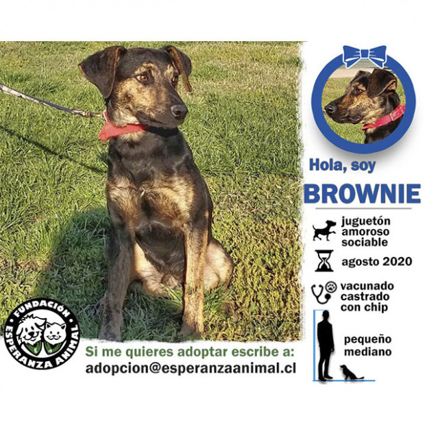 Brownie