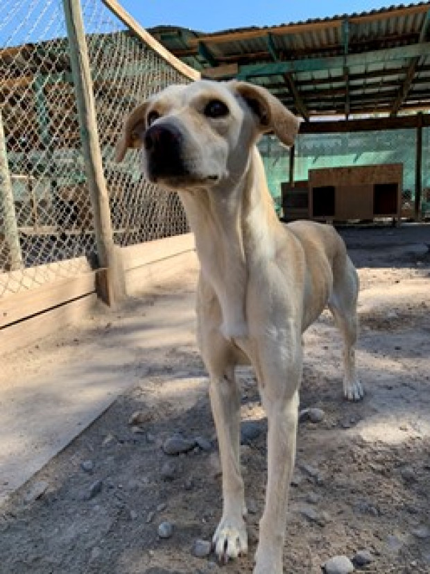 Canela