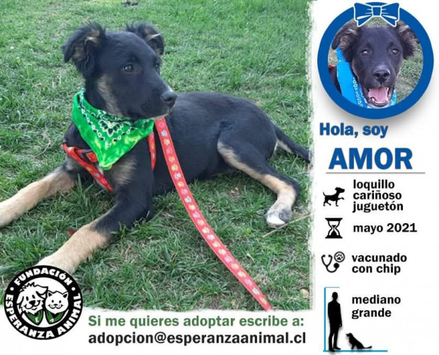 Amor