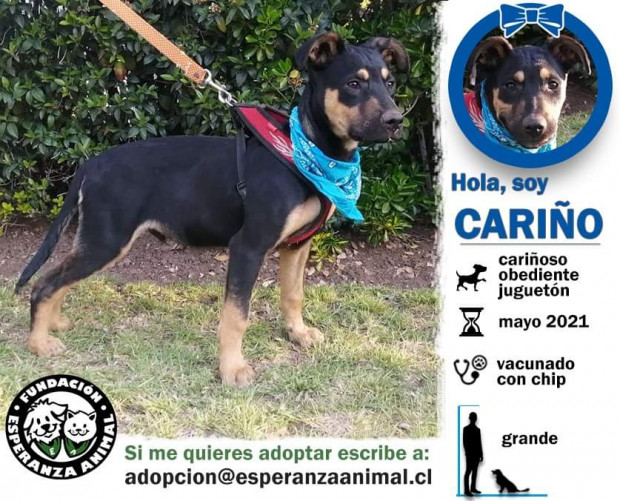 Cariño