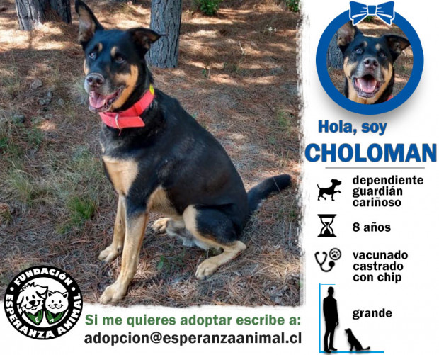 Choloman