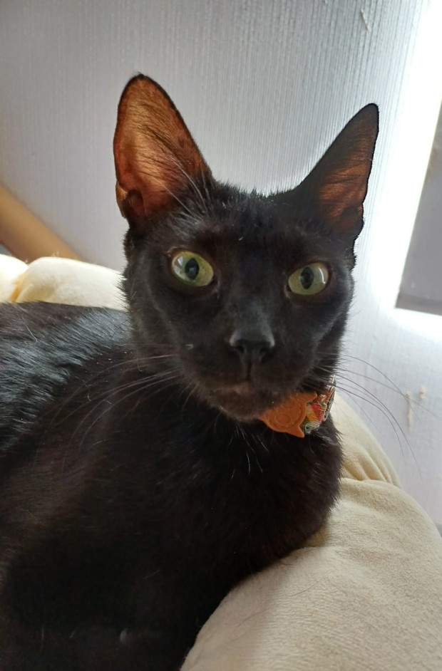 Eloisa