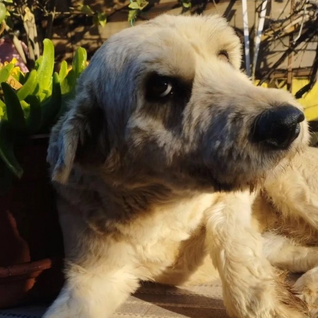 Shaggy