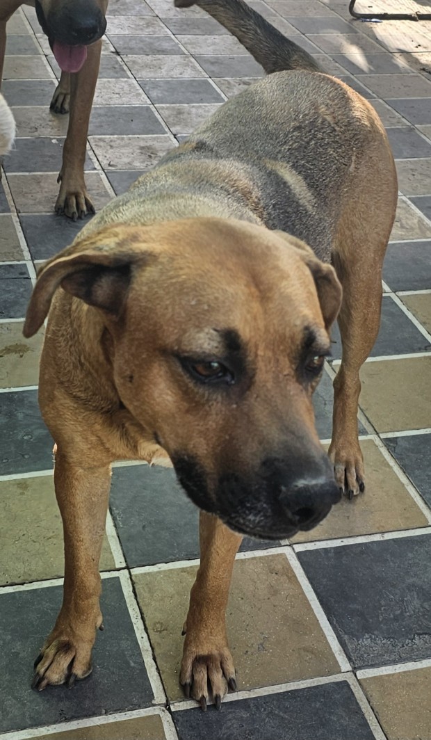 Paquita