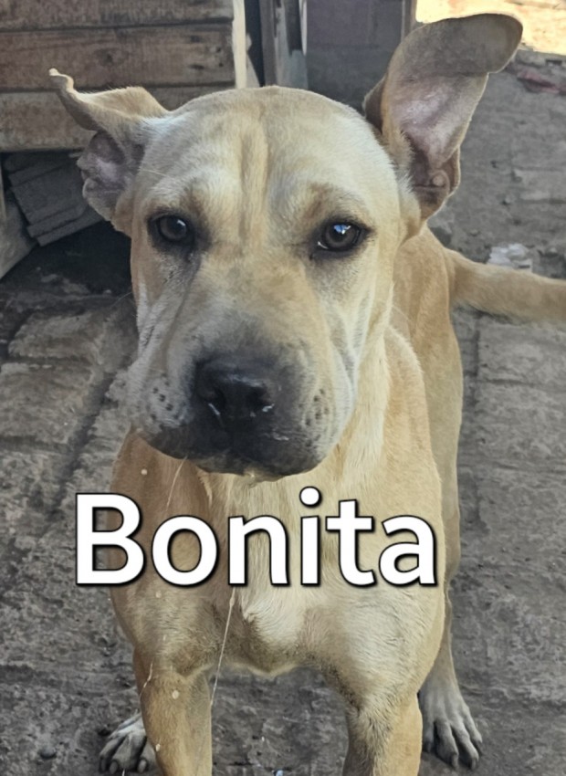 Bonita