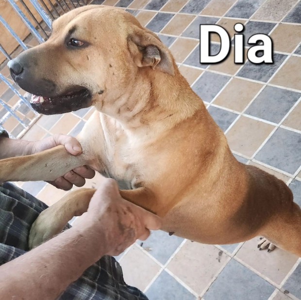 Dia