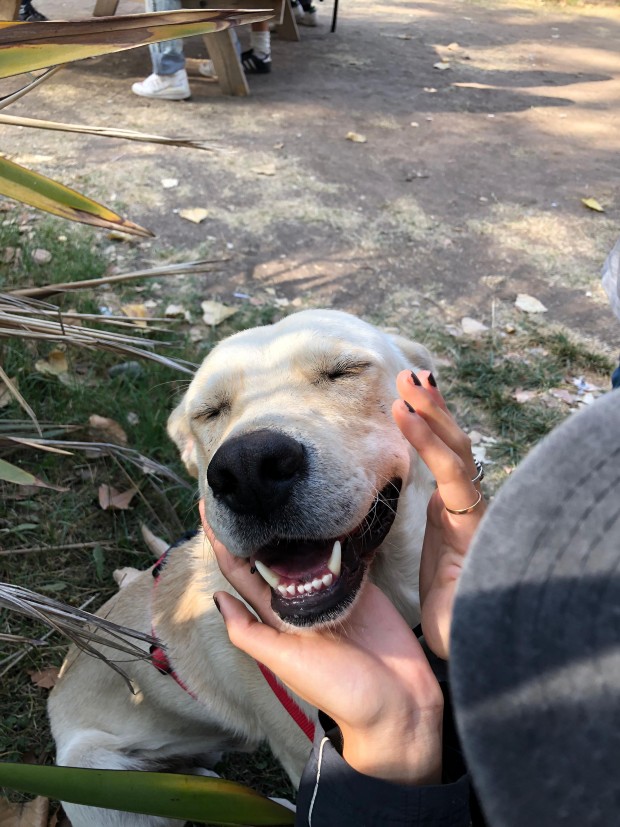 Bolt
