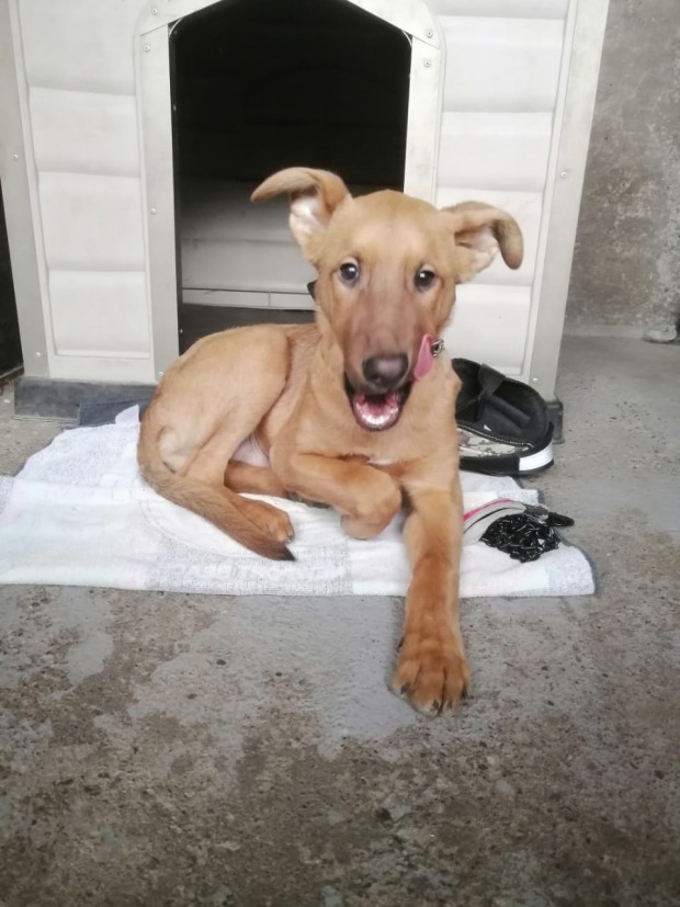 Otto