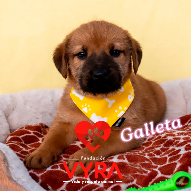Galleta
