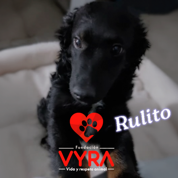 Rulito