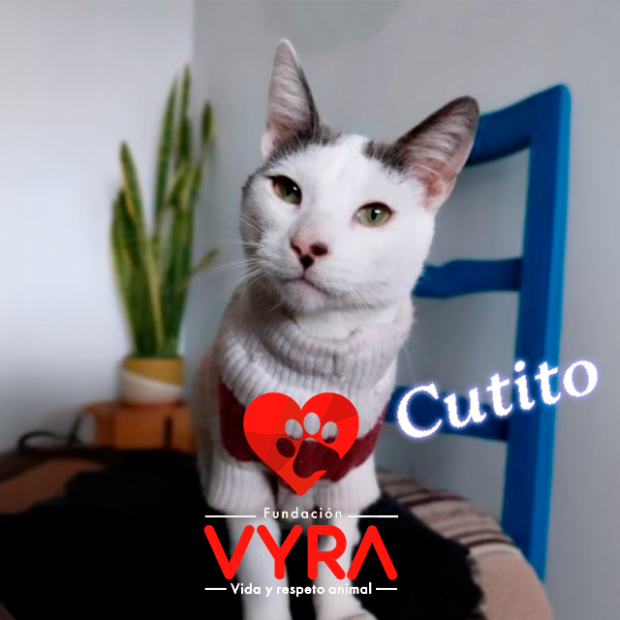 Cutito