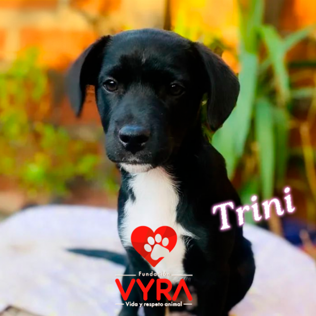 Trini