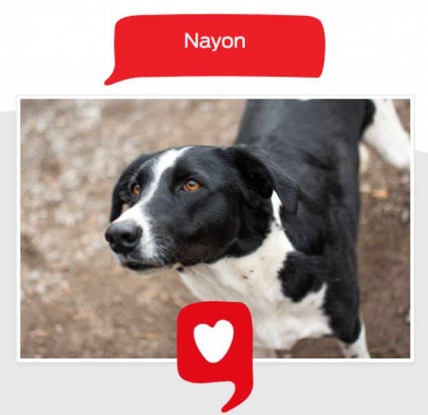 Nayon