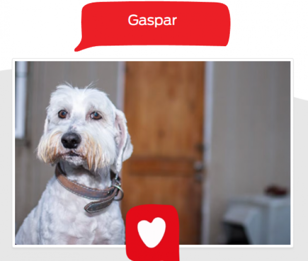 Gaspar