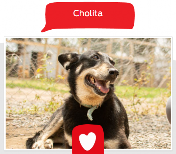 Cholita