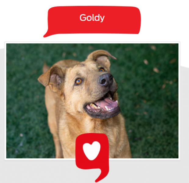 Goldy
