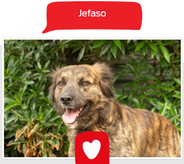 Jesafo