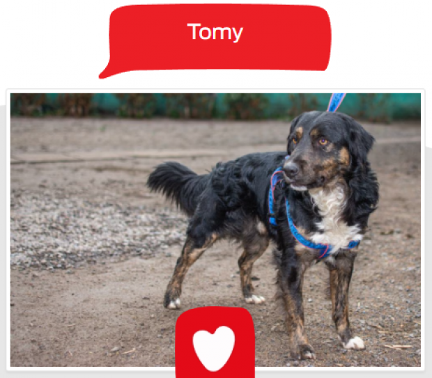 Tommy