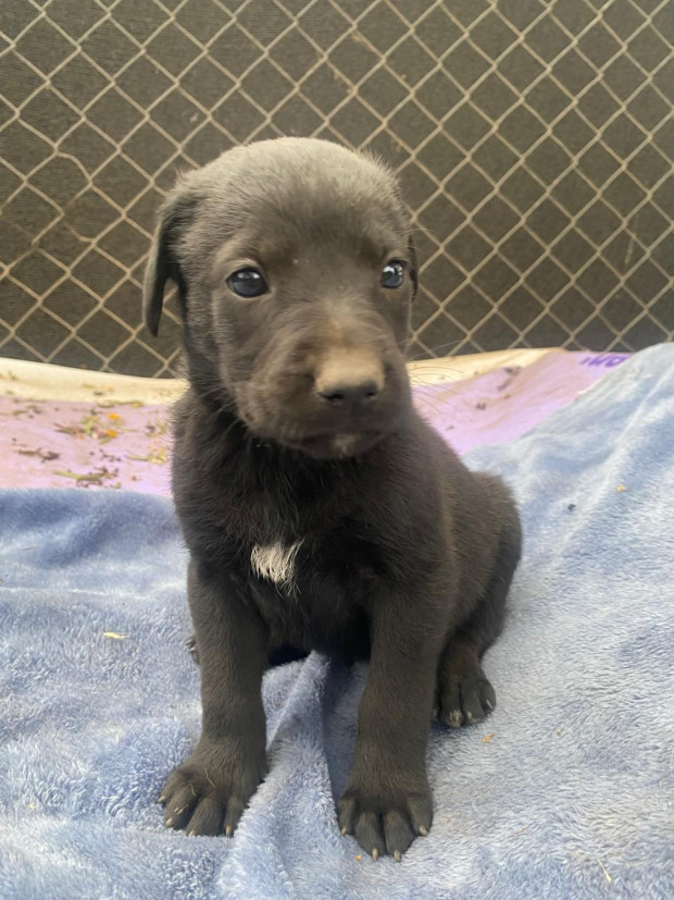 Negrito