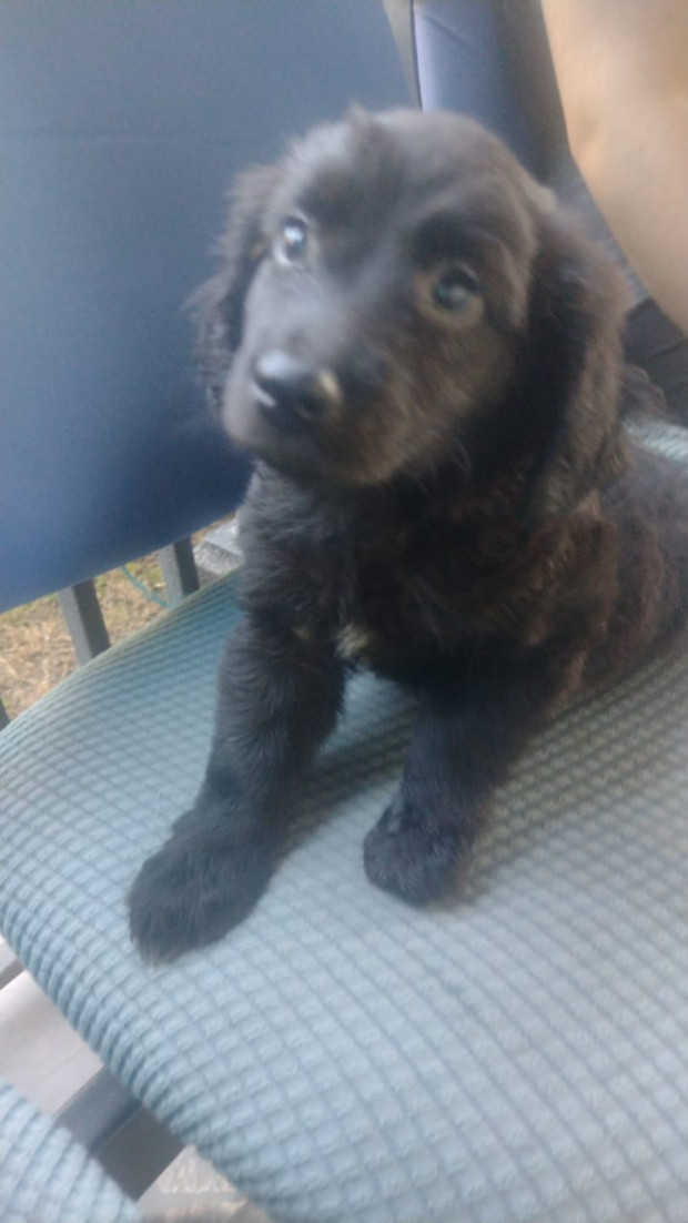 Peludin