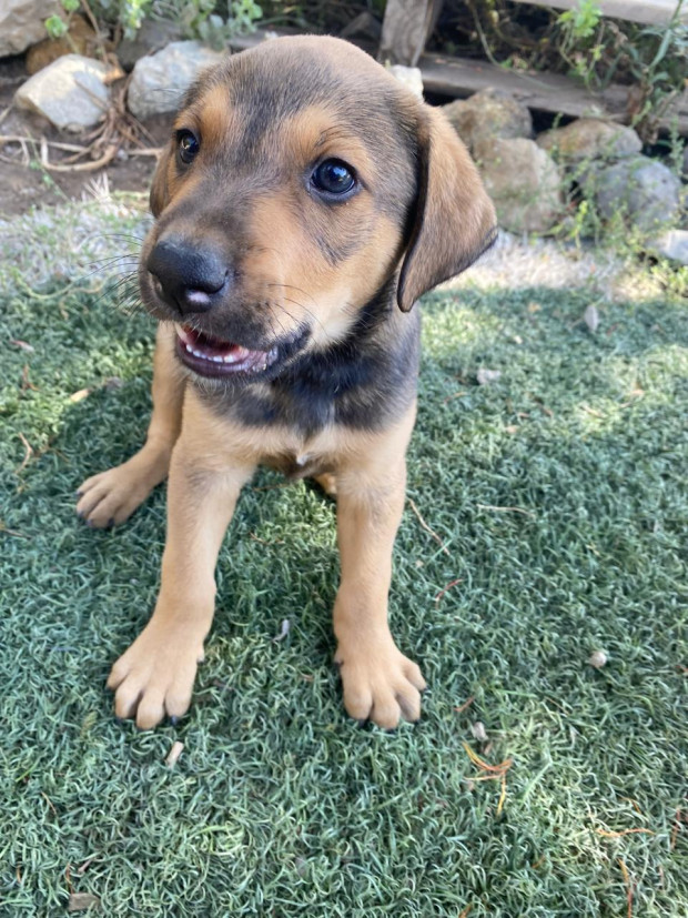 Choco