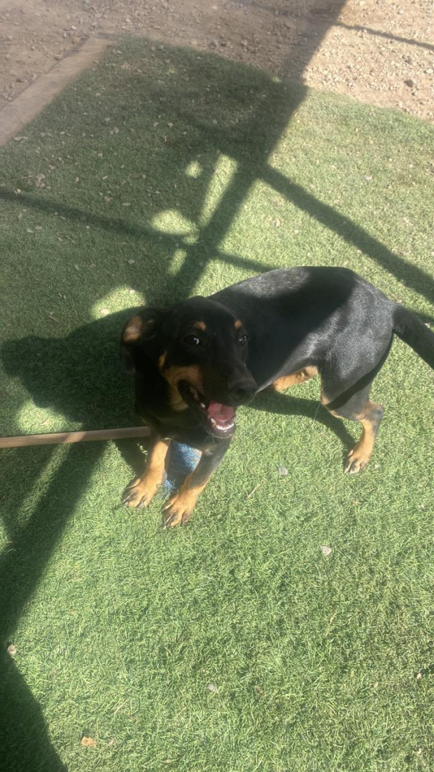 Balu