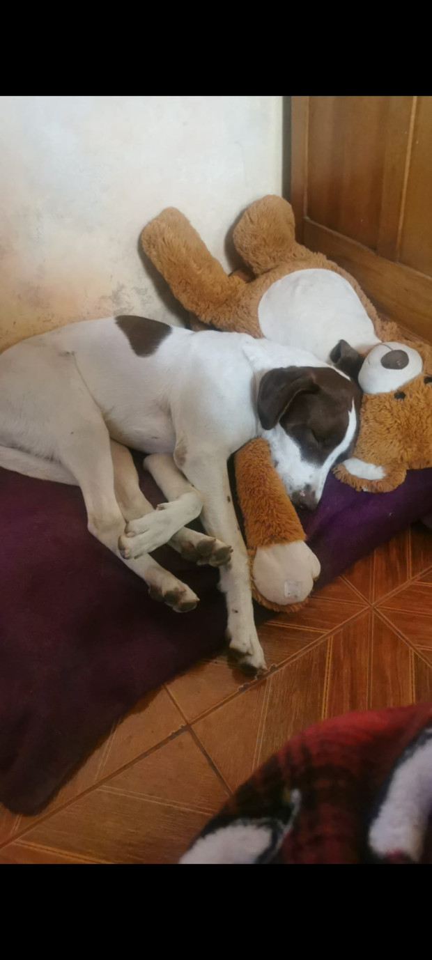 No Tiene