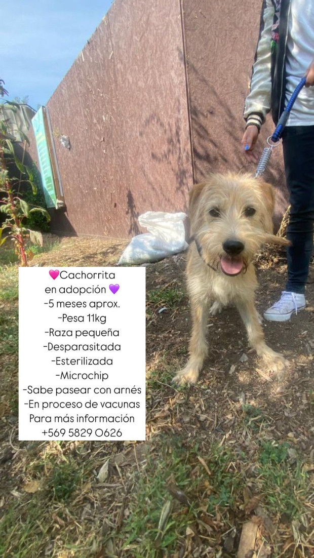 Acompañante