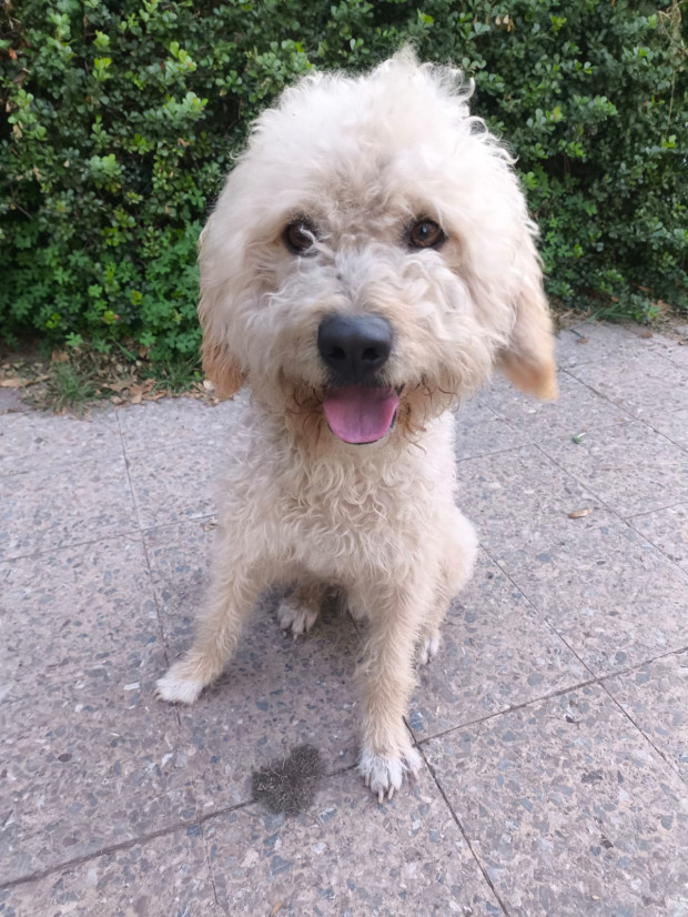 Archie