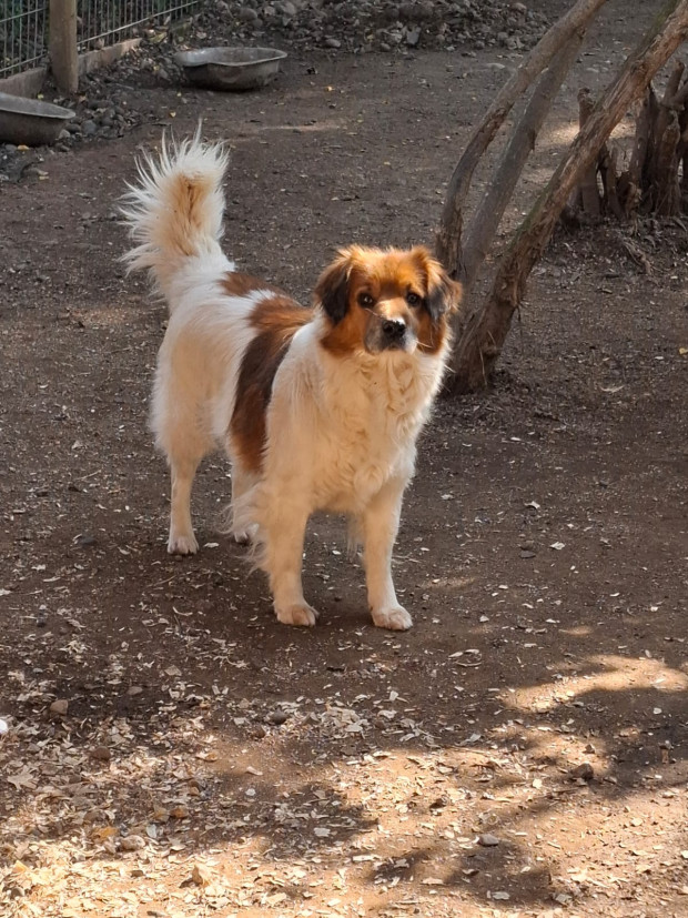Princesa