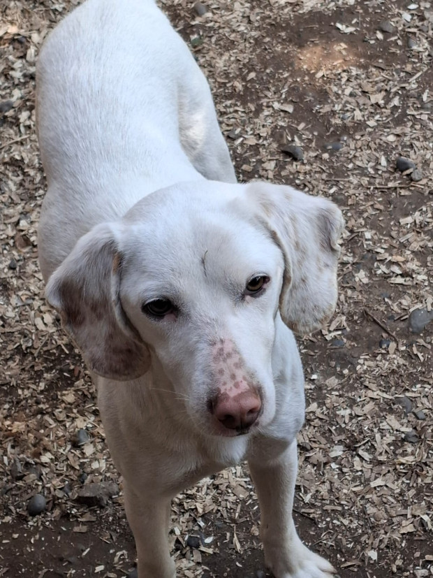 Pedro