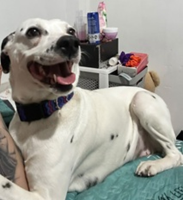 Bonita
